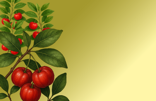 cerise des barbades acerola