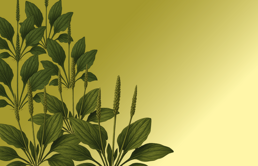 grand plantain